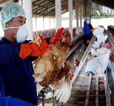 205 xã, phường có dịch cúm gia cầm